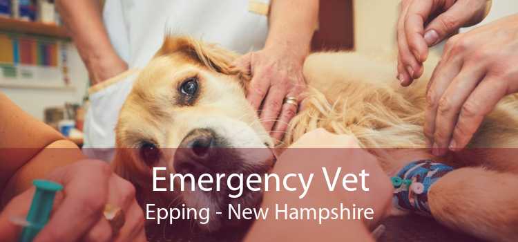 Emergency Vet Epping - New Hampshire