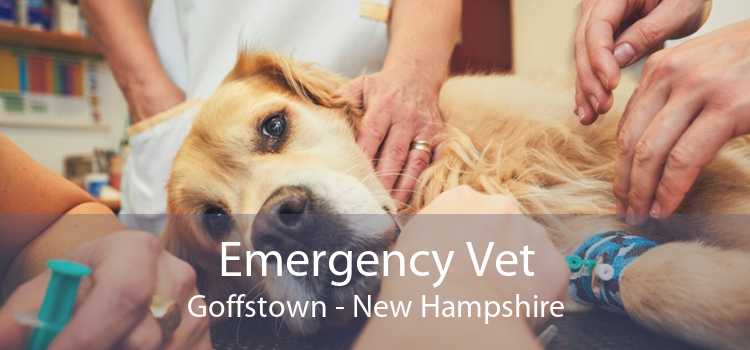 Emergency Vet Goffstown - New Hampshire