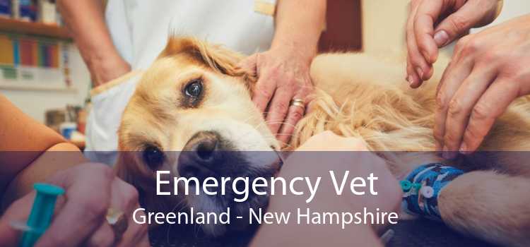 Emergency Vet Greenland - New Hampshire