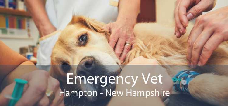 Emergency Vet Hampton - New Hampshire