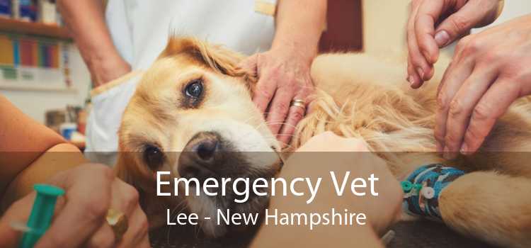 Emergency Vet Lee - New Hampshire