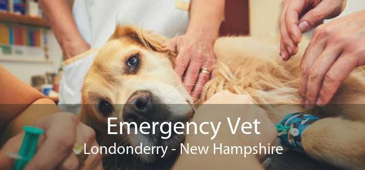 Emergency Vet Londonderry - New Hampshire
