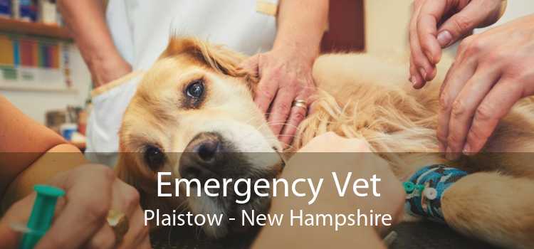Emergency Vet Plaistow - New Hampshire