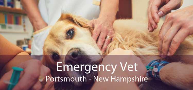 Emergency Vet Portsmouth - New Hampshire