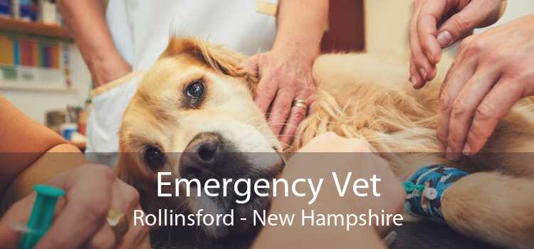 Emergency Vet Rollinsford - New Hampshire