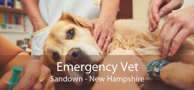 Emergency Vet Sandown - New Hampshire