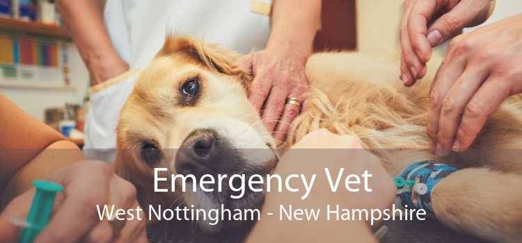 Emergency Vet West Nottingham - New Hampshire