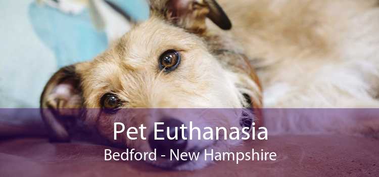 Pet Euthanasia Bedford - New Hampshire