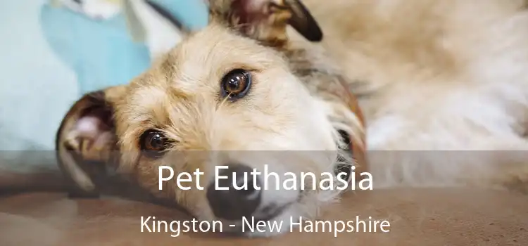 Pet Euthanasia Kingston - New Hampshire
