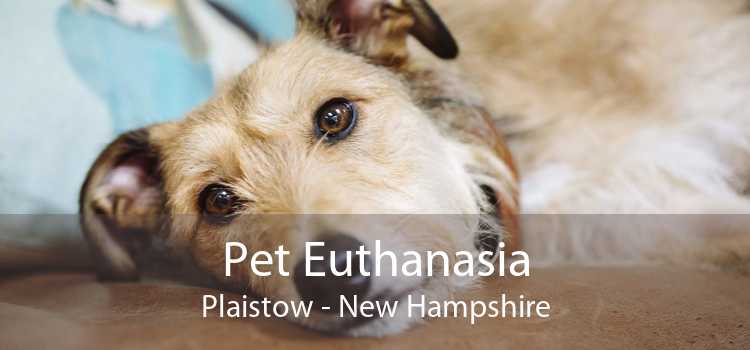 Pet Euthanasia Plaistow - New Hampshire