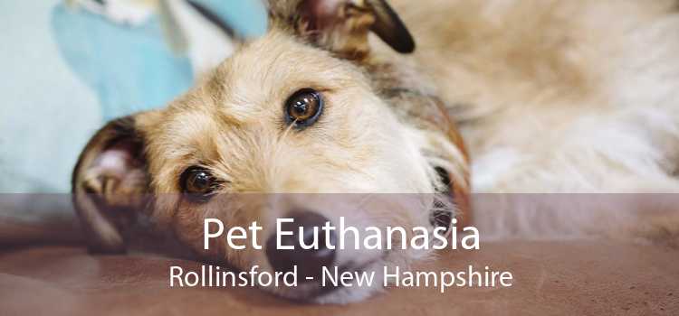 Pet Euthanasia Rollinsford - New Hampshire