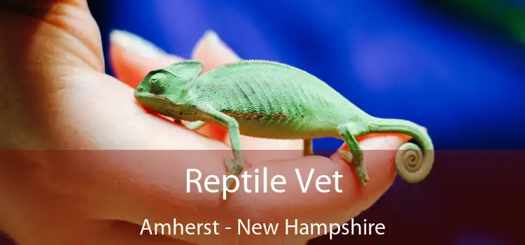 Reptile Vet Amherst - New Hampshire