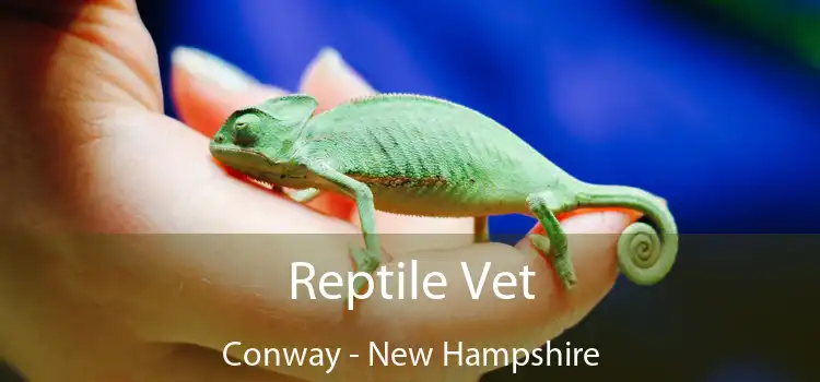 Reptile Vet Conway - New Hampshire