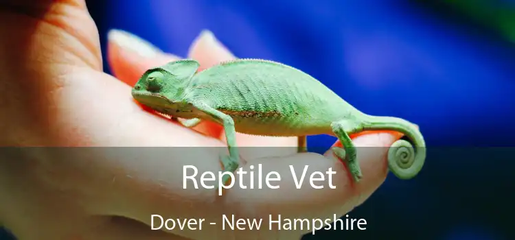 Reptile Vet Dover - New Hampshire
