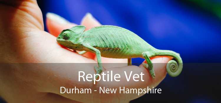 Reptile Vet Durham - New Hampshire