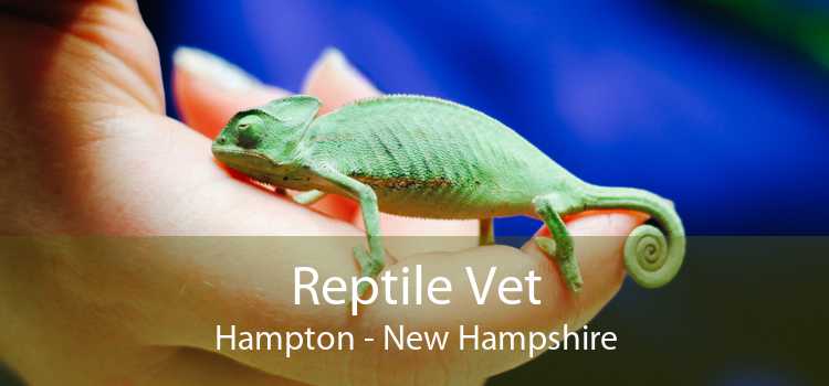 Reptile Vet Hampton - New Hampshire