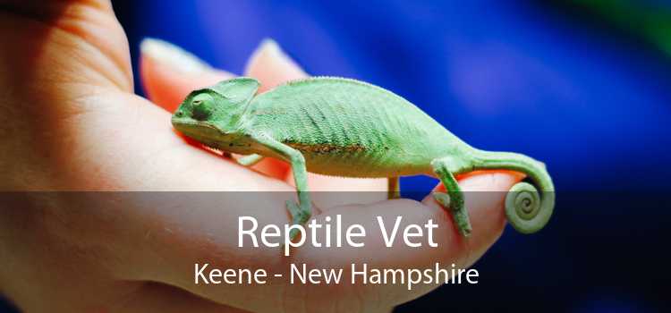 Reptile Vet Keene - New Hampshire