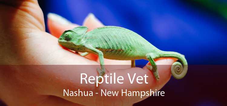 Reptile Vet Nashua - New Hampshire