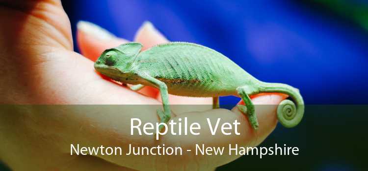Reptile Vet Newton Junction - New Hampshire
