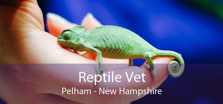 Reptile Vet Pelham - New Hampshire