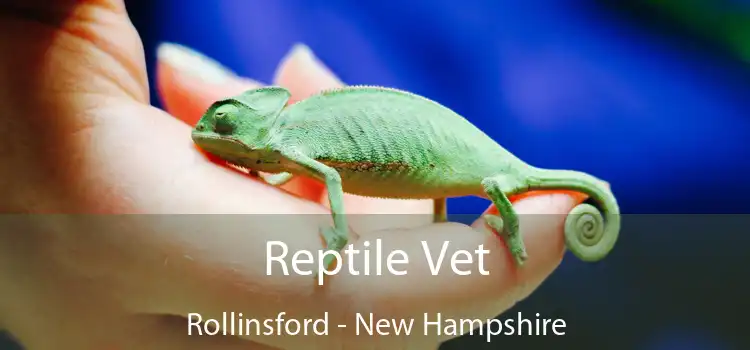 Reptile Vet Rollinsford - New Hampshire