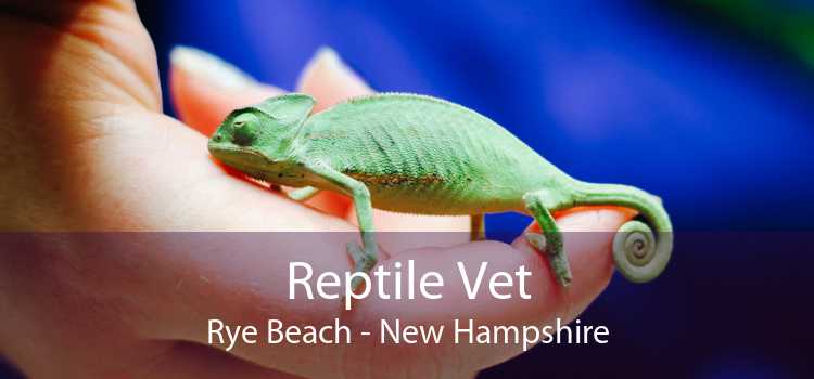 Reptile Vet Rye Beach - New Hampshire