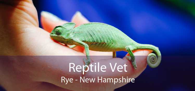 Reptile Vet Rye - New Hampshire