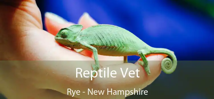 Reptile Vet Rye - New Hampshire