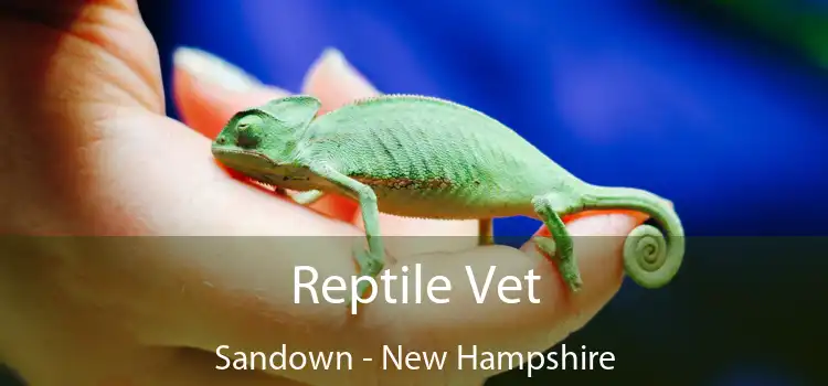 Reptile Vet Sandown - New Hampshire
