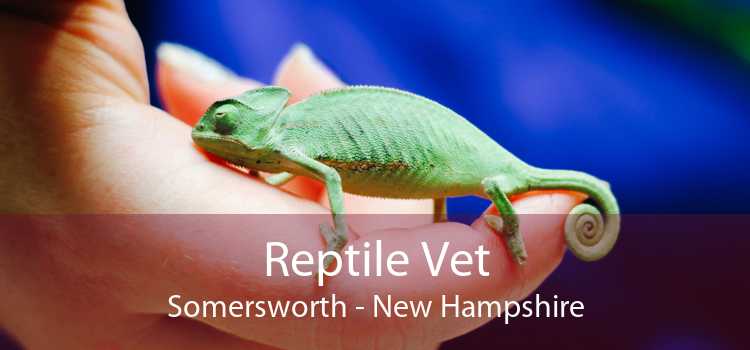 Reptile Vet Somersworth - New Hampshire