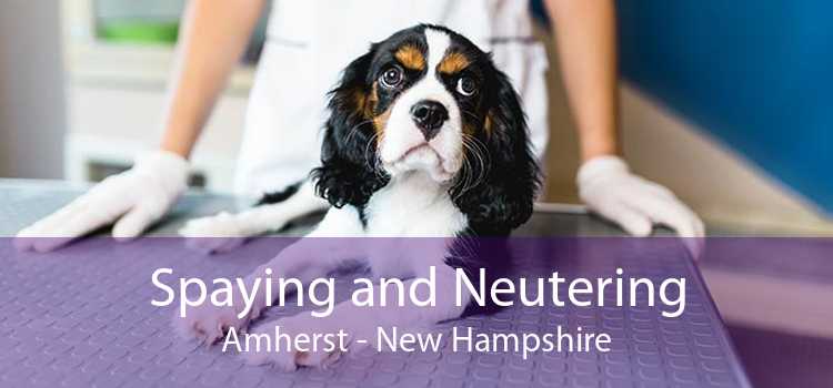 Spaying and Neutering Amherst - New Hampshire