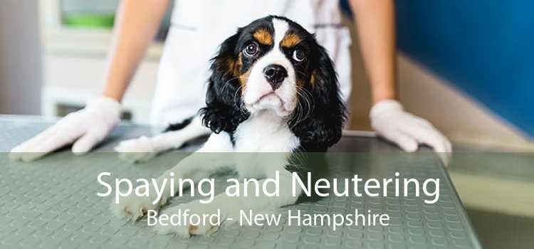 Spaying and Neutering Bedford - New Hampshire