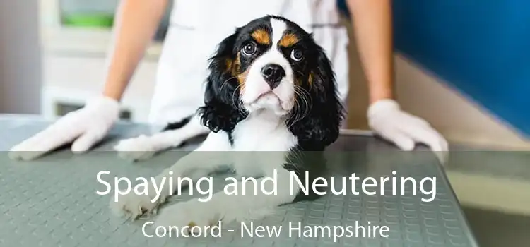 Spaying and Neutering Concord - New Hampshire
