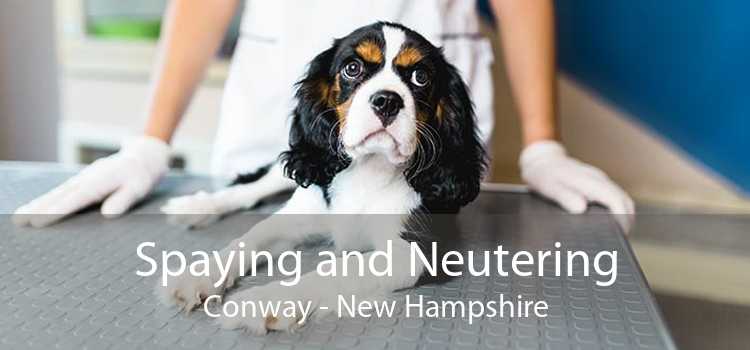 Spaying and Neutering Conway - New Hampshire