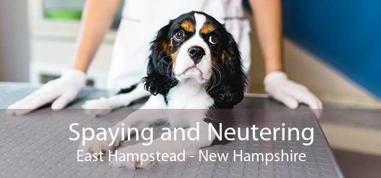 Spaying and Neutering East Hampstead - New Hampshire