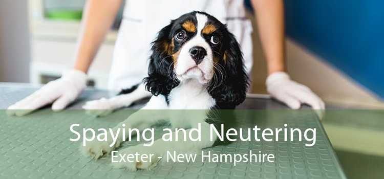 Spaying and Neutering Exeter - New Hampshire