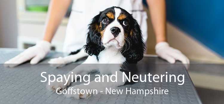 Spaying and Neutering Goffstown - New Hampshire