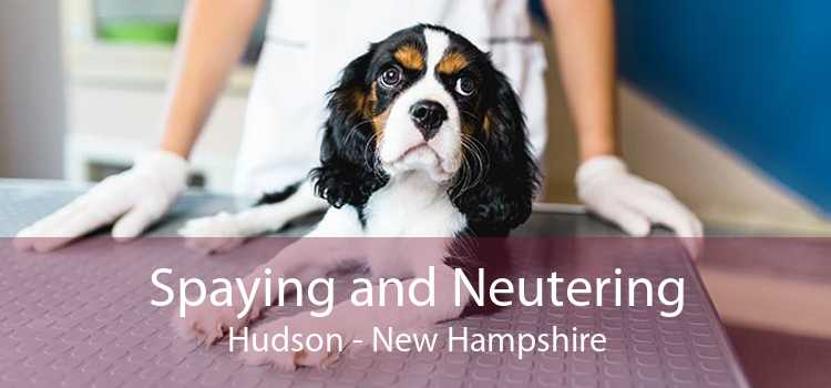 Spaying and Neutering Hudson - New Hampshire