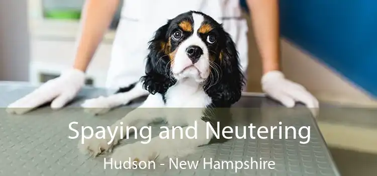 Spaying and Neutering Hudson - New Hampshire