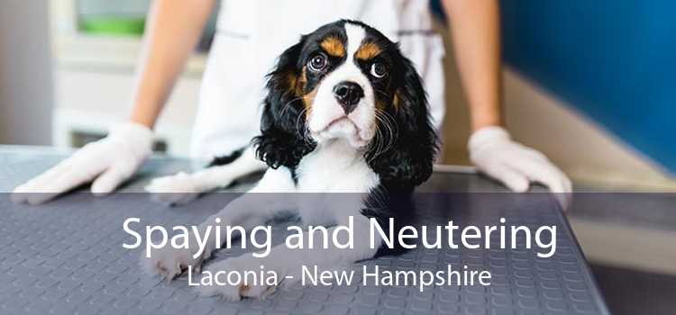 Spaying and Neutering Laconia - New Hampshire