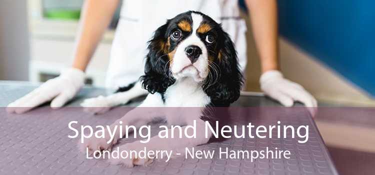 Spaying and Neutering Londonderry - New Hampshire