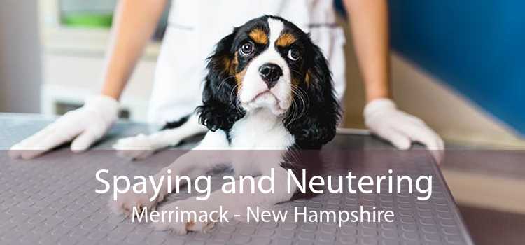 Spaying and Neutering Merrimack - New Hampshire