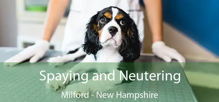 Spaying and Neutering Milford - New Hampshire