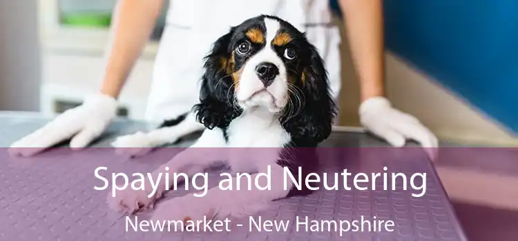 Spaying and Neutering Newmarket - New Hampshire