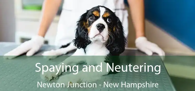 Spaying and Neutering Newton Junction - New Hampshire