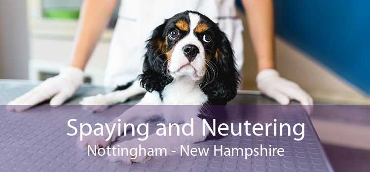 Spaying and Neutering Nottingham - New Hampshire