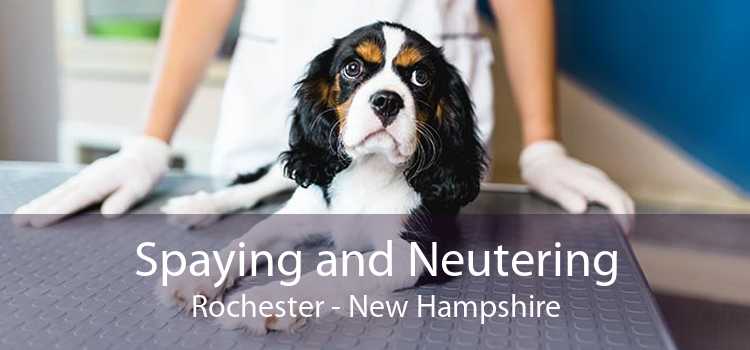 Spaying and Neutering Rochester - New Hampshire