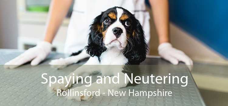 Spaying and Neutering Rollinsford - New Hampshire