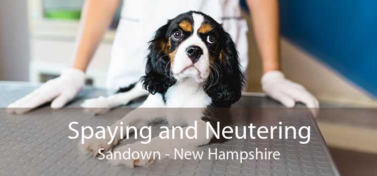 Spaying and Neutering Sandown - New Hampshire