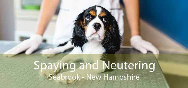 Spaying and Neutering Seabrook - New Hampshire